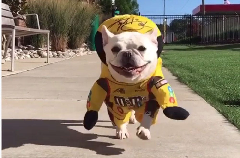 nascar dog clothes